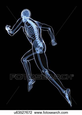 Running skeleton, artwork View Large Illustration Drawing - Running skeleton, artwork. Fotosearch