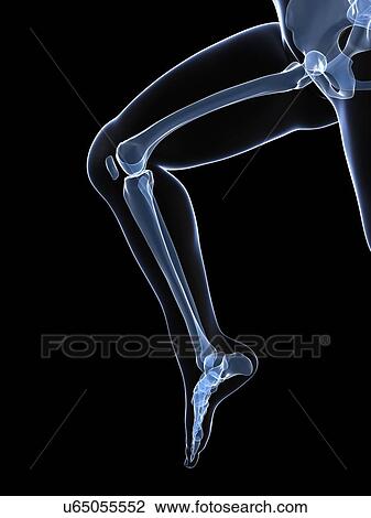 Drawing - Running skeleton, artwork. Fotosearch