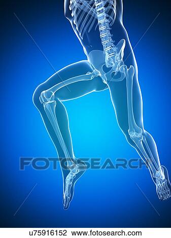 Running skeleton, artwork View Large Illustration Drawing - Running skeleton, artwork. Fotosearch