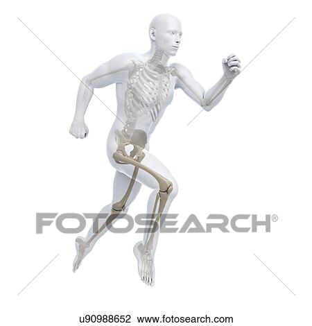Drawing - Running skeleton, artwork. Fotosearch