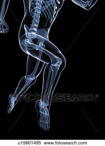 Running skeleton, artwork View Large Illustration Stock Illustration - Running skeleton, artwork. Fotosearch