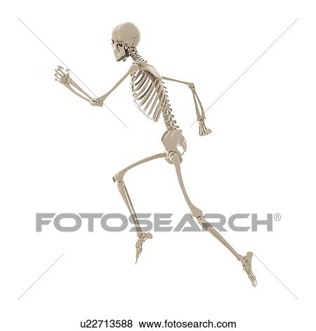 Running skeleton, artwork View Large Illustration Stock Illustration - Running skeleton, artwork. Fotosearch