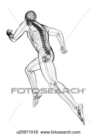 Running skeleton, artwork View Large Illustration Stock Illustration - Running skeleton, artwork. Fotosearch
