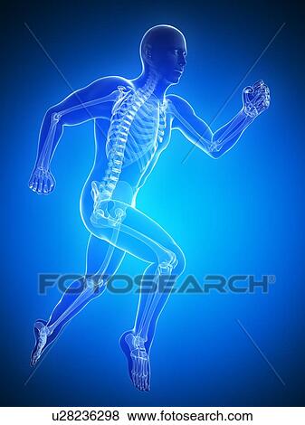 Running skeleton, artwork View Large Illustration Stock Illustration - Running skeleton, artwork. Fotosearch