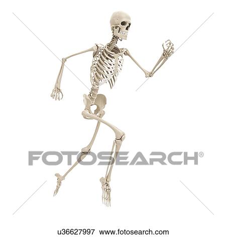Running skeleton, artwork View Large Illustration Stock Illustration - Running skeleton, artwork. Fotosearch