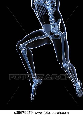 Running skeleton, artwork View Large Illustration Stock Illustration - Running skeleton, artwork. Fotosearch
