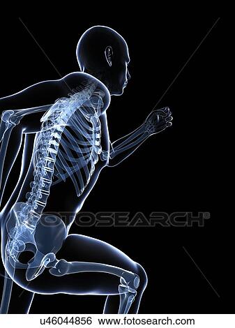 Stock Illustration - Running skeleton, artwork. Fotosearch