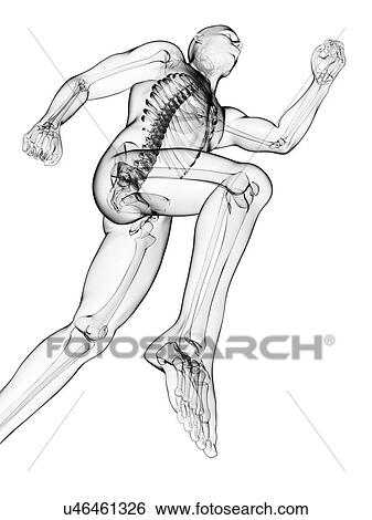 Running skeleton, artwork View Large Illustration Stock Illustration - Running skeleton, artwork. Fotosearch