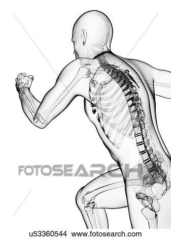 Running skeleton, artwork View Large Illustration Stock Illustration - Running skeleton, artwork. Fotosearch