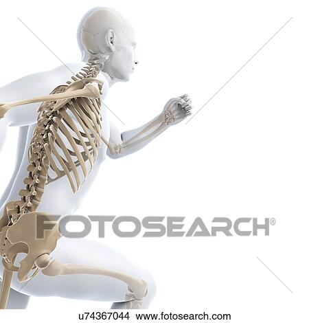 Stock Illustration - Running skeleton, artwork. Fotosearch