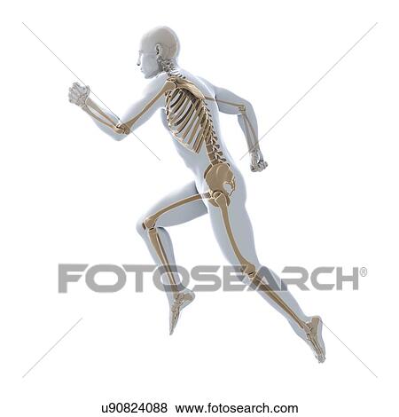 Running skeleton, artwork View Large Illustration Stock Illustration - Running skeleton, artwork. Fotosearch