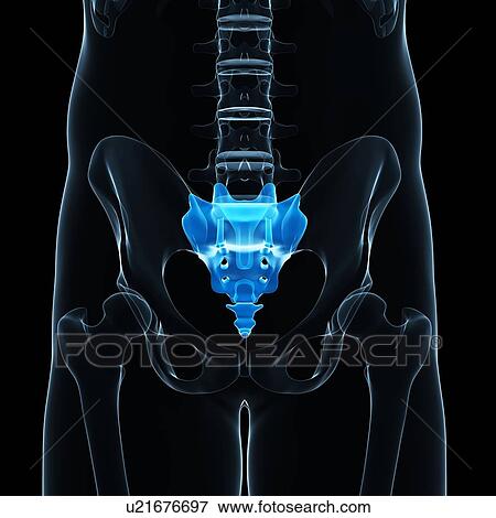Stock Illustration - Sacrum, artwork. Fotosearch