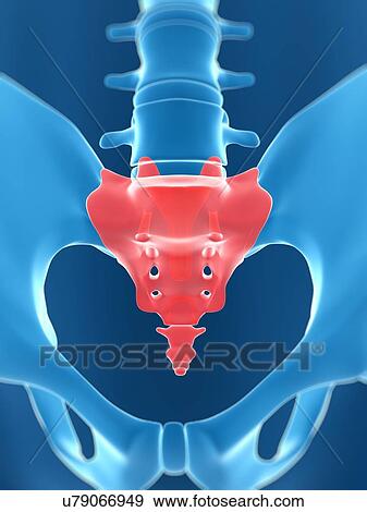 Sacrum, artwork View Large Illustration Stock Illustration - Sacrum, artwork. Fotosearch