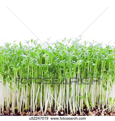 Seedlings View Large Illustration Stock Illustration - Seedlings. Fotosearch