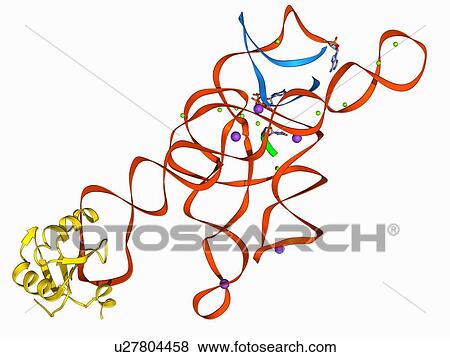 Stock Illustration - Self-splicing RNA intron, molecular model. Fotosearch