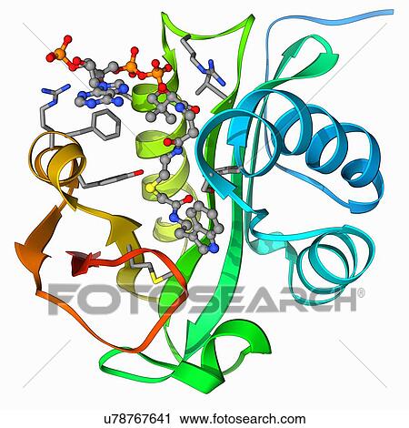 Serotonin N-acetyl transferase molecule View Large Illustration Clip Art - Serotonin N-acetyl transferase molecule. Fotosearch