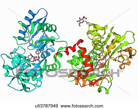 Serum transferrin molecule View Large Illustration Stock Illustration - Serum transferrin molecule. Fotosearch