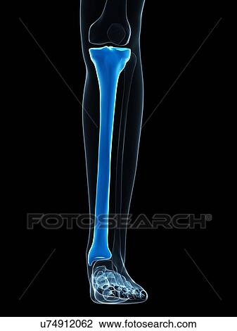 Drawing - Shin bone, artwork. Fotosearch