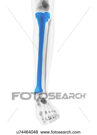 Shin bone, artwork View Large Illustration Stock Illustration - Shin bone, artwork. Fotosearch
