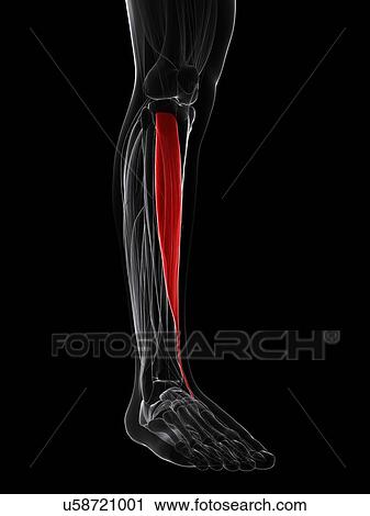 Clip Art - Shin muscle, artwork. Fotosearch