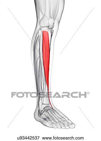 Stock Illustration - Shin muscle, artwork. Fotosearch