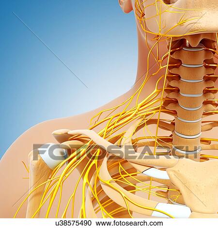 Shoulder anatomy, artwork View Large Illustration Clipart - Shoulder anatomy, artwork. Fotosearch