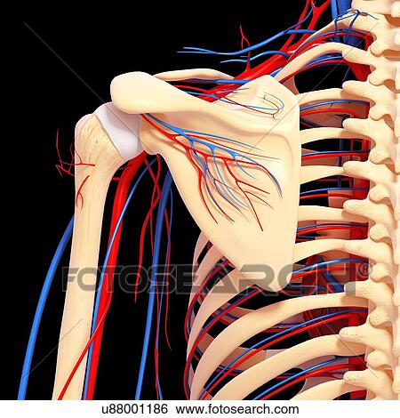 Shoulder anatomy, artwork View Large Illustration Stock Illustration - Shoulder anatomy, artwork. Fotosearch