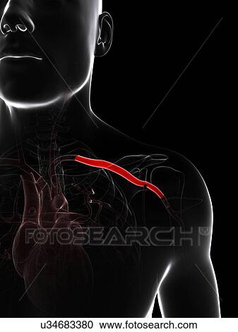 Clipart - Shoulder artery, artwork. Fotosearch