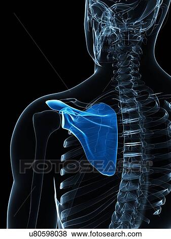 Stock Illustration - Shoulder blade, artwork. Fotosearch