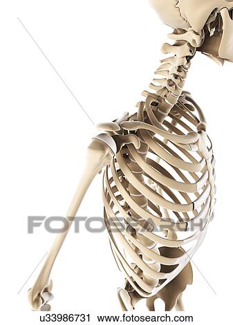 Shoulder bones, artwork View Large Illustration Clip Art - Shoulder bones, artwork. Fotosearch