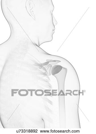 Shoulder bones, artwork View Large Illustration Drawing - Shoulder bones, artwork. Fotosearch