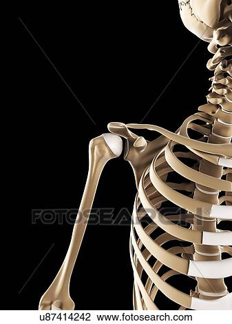 Drawing - Shoulder bones, artwork. Fotosearch