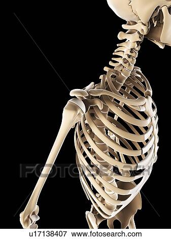Stock Illustration - Shoulder bones, artwork. Fotosearch