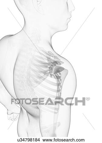 Shoulder bones, artwork View Large Illustration Stock Illustration - Shoulder bones, artwork. Fotosearch