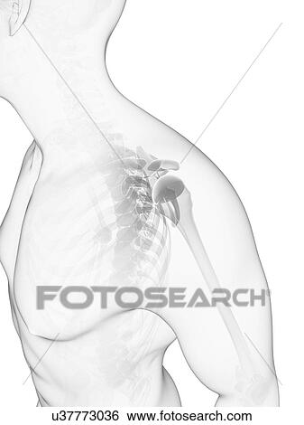 Stock Illustration - Shoulder bones, artwork. Fotosearch