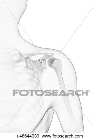 Stock Illustration - Shoulder bones, artwork. Fotosearch