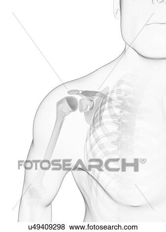 Shoulder bones, artwork View Large Illustration Stock Illustration - Shoulder bones, artwork. Fotosearch