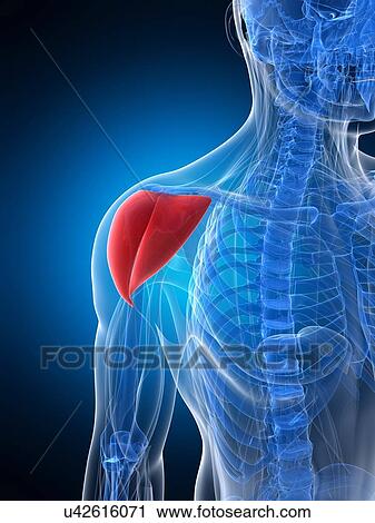 Clip Art - Shoulder muscle, artwork. Fotosearch