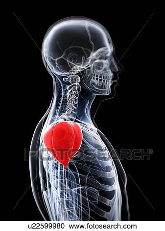 Shoulder muscle, artwork View Large Illustration Clipart - Shoulder muscle, artwork. Fotosearch