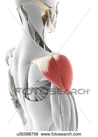 Stock Illustration - Shoulder muscle, artwork. Fotosearch