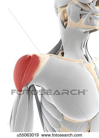 Stock Illustration - Shoulder muscle, artwork. Fotosearch