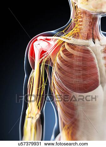 Shoulder pain, conceptual artwork View Large Illustration Clip Art - Shoulder pain, conceptual artwork. Fotosearch