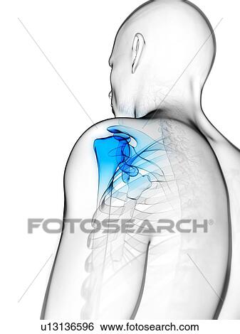 Shoulder pain, conceptual artwork View Large Illustration Stock Illustration - Shoulder pain, conceptual artwork. Fotosearch