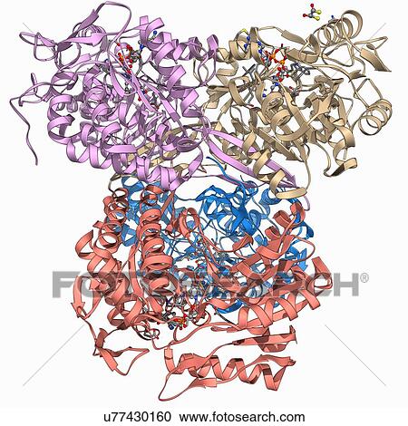Shrew eye lens protein molecule View Large Illustration Clipart - Shrew eye lens protein molecule. Fotosearch
