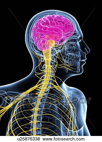 Sistema nervoso centrale, grafica Archivio Illustrazioni | u25876338
