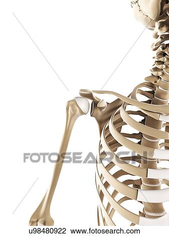 Drawing - Skeletal shoulder. Fotosearch