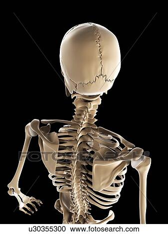 Skeleton, artwork View Large Illustration Clipart - Skeleton, artwork. Fotosearch