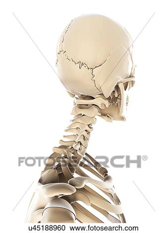 Skeleton, artwork View Large Illustration Clipart - Skeleton, artwork. Fotosearch