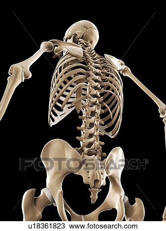 Drawing - Skeleton, artwork. Fotosearch