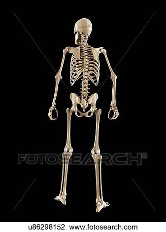 Drawing - Skeleton, artwork. Fotosearch
